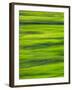 Oh So Green-Doug Chinnery-Framed Photographic Print