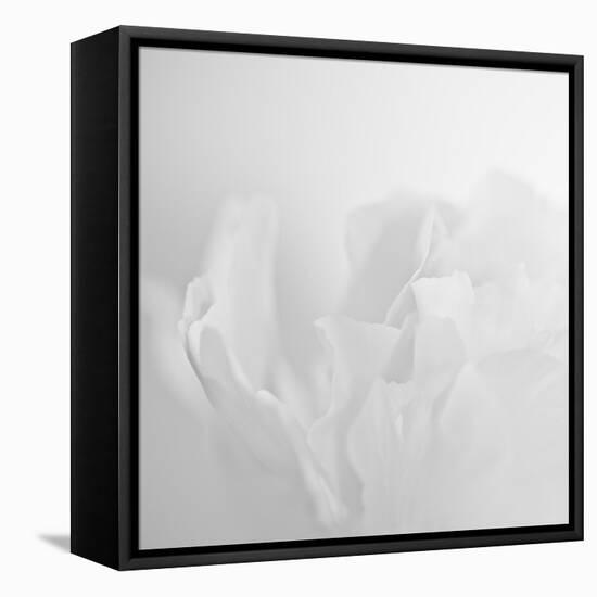 Oh So White-Doug Chinnery-Framed Stretched Canvas