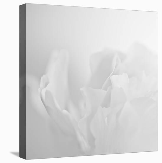 Oh So White-Doug Chinnery-Stretched Canvas