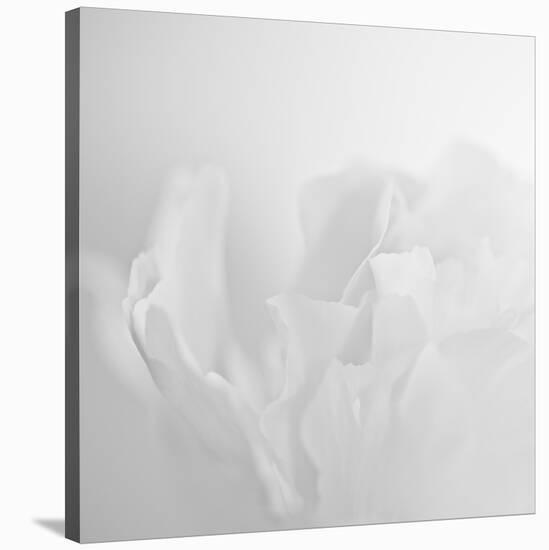 Oh So White-Doug Chinnery-Stretched Canvas