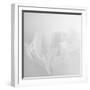 Oh So White-Doug Chinnery-Framed Photographic Print