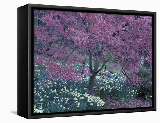 Ohame Cherry Tree in Bloom, Seattle Arboretum, Washington, USA-null-Framed Stretched Canvas