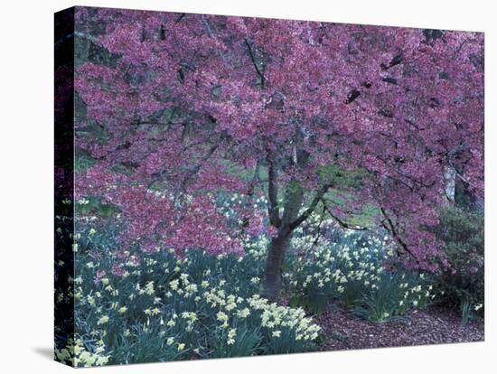 Ohame Cherry Tree in Bloom, Seattle Arboretum, Washington, USA-null-Stretched Canvas