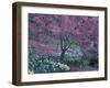 Ohame Cherry Tree in Bloom, Seattle Arboretum, Washington, USA-null-Framed Photographic Print