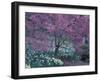 Ohame Cherry Tree in Bloom, Seattle Arboretum, Washington, USA-null-Framed Photographic Print