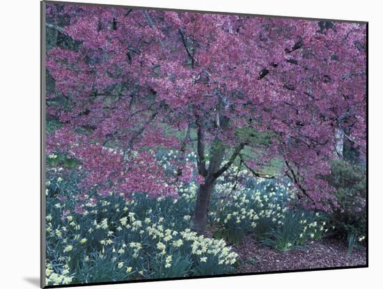 Ohame Cherry Tree in Bloom, Seattle Arboretum, Washington, USA-null-Mounted Photographic Print