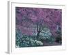 Ohame Cherry Tree in Bloom, Seattle Arboretum, Washington, USA-null-Framed Photographic Print