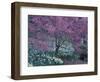 Ohame Cherry Tree in Bloom, Seattle Arboretum, Washington, USA-null-Framed Photographic Print