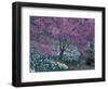 Ohame Cherry Tree in Bloom, Seattle Arboretum, Washington, USA-null-Framed Photographic Print