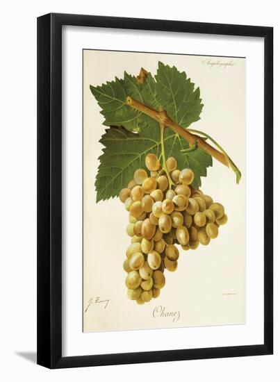 Ohanez Grape-J. Troncy-Framed Giclee Print