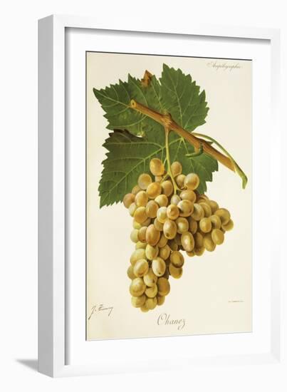 Ohanez Grape-J. Troncy-Framed Giclee Print