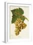 Ohanez Grape-J. Troncy-Framed Giclee Print