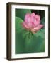 Ohga Lotus, Sankei-en Garden, Yokohama, Japan-Rob Tilley-Framed Photographic Print