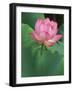 Ohga Lotus, Sankei-en Garden, Yokohama, Japan-Rob Tilley-Framed Photographic Print