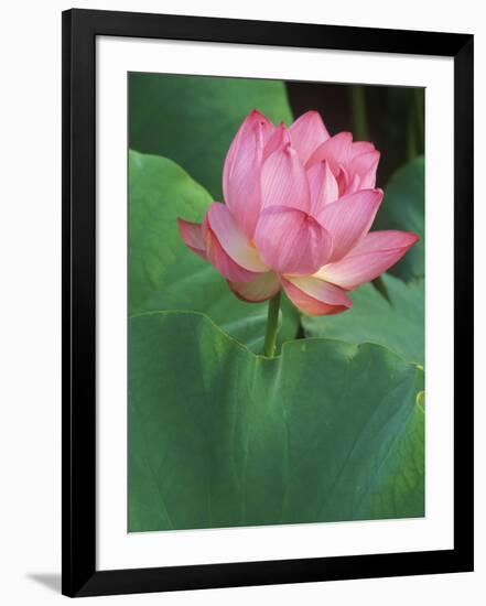 Ohga Lotus, Sankei-en Garden, Yokohama, Japan-Rob Tilley-Framed Photographic Print