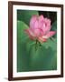 Ohga Lotus, Sankei-en Garden, Yokohama, Japan-Rob Tilley-Framed Photographic Print