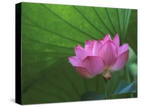 Ohga Lotus, Sankei-en Garden, Yokohama, Japan-Rob Tilley-Stretched Canvas