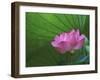 Ohga Lotus, Sankei-en Garden, Yokohama, Japan-Rob Tilley-Framed Premium Photographic Print