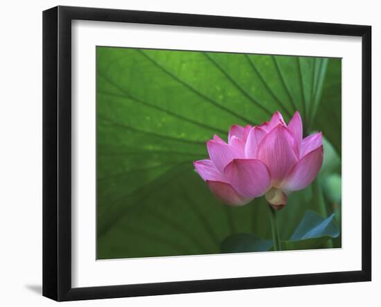 Ohga Lotus, Sankei-en Garden, Yokohama, Japan-Rob Tilley-Framed Premium Photographic Print