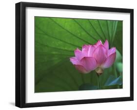 Ohga Lotus, Sankei-en Garden, Yokohama, Japan-Rob Tilley-Framed Premium Photographic Print