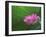 Ohga Lotus, Sankei-en Garden, Yokohama, Japan-Rob Tilley-Framed Premium Photographic Print