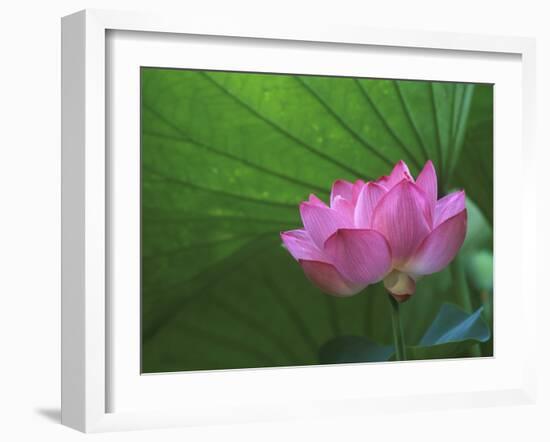 Ohga Lotus, Sankei-en Garden, Yokohama, Japan-Rob Tilley-Framed Premium Photographic Print