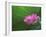 Ohga Lotus, Sankei-en Garden, Yokohama, Japan-Rob Tilley-Framed Premium Photographic Print