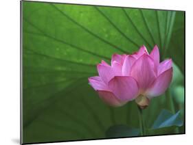 Ohga Lotus, Sankei-en Garden, Yokohama, Japan-Rob Tilley-Mounted Premium Photographic Print