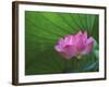 Ohga Lotus, Sankei-en Garden, Yokohama, Japan-Rob Tilley-Framed Photographic Print