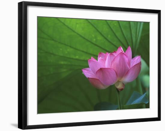 Ohga Lotus, Sankei-en Garden, Yokohama, Japan-Rob Tilley-Framed Photographic Print