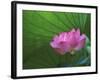 Ohga Lotus, Sankei-en Garden, Yokohama, Japan-Rob Tilley-Framed Photographic Print