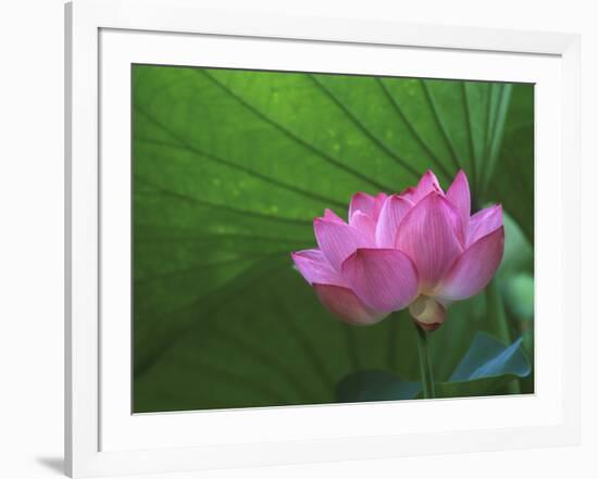 Ohga Lotus, Sankei-en Garden, Yokohama, Japan-Rob Tilley-Framed Photographic Print