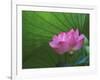 Ohga Lotus, Sankei-en Garden, Yokohama, Japan-Rob Tilley-Framed Photographic Print