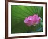 Ohga Lotus, Sankei-en Garden, Yokohama, Japan-Rob Tilley-Framed Photographic Print