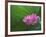 Ohga Lotus, Sankei-en Garden, Yokohama, Japan-Rob Tilley-Framed Photographic Print