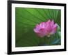 Ohga Lotus, Sankei-en Garden, Yokohama, Japan-Rob Tilley-Framed Photographic Print