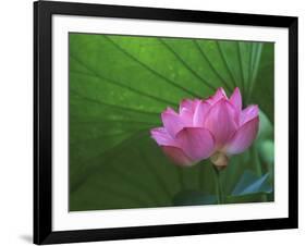 Ohga Lotus, Sankei-en Garden, Yokohama, Japan-Rob Tilley-Framed Photographic Print