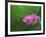 Ohga Lotus, Sankei-en Garden, Yokohama, Japan-Rob Tilley-Framed Photographic Print