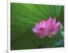 Ohga Lotus, Sankei-en Garden, Yokohama, Japan-Rob Tilley-Framed Photographic Print