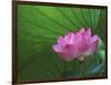 Ohga Lotus, Sankei-en Garden, Yokohama, Japan-Rob Tilley-Framed Photographic Print