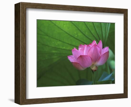 Ohga Lotus, Sankei-en Garden, Yokohama, Japan-Rob Tilley-Framed Photographic Print