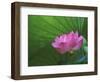 Ohga Lotus, Sankei-en Garden, Yokohama, Japan-Rob Tilley-Framed Photographic Print