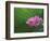 Ohga Lotus, Sankei-en Garden, Yokohama, Japan-Rob Tilley-Framed Photographic Print