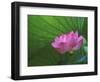 Ohga Lotus, Sankei-en Garden, Yokohama, Japan-Rob Tilley-Framed Photographic Print