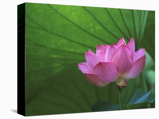 Ohga Lotus, Sankei-en Garden, Yokohama, Japan-Rob Tilley-Stretched Canvas