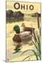 Ohio - Mallard Ducks-Lantern Press-Mounted Art Print