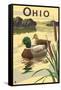 Ohio - Mallard Ducks-Lantern Press-Framed Stretched Canvas