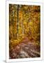 Ohiopyle Path-Robert Lott-Mounted Giclee Print