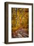 Ohiopyle Path-Robert Lott-Framed Art Print