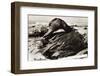 Oil-Covered Duck Struggles to Move-null-Framed Photographic Print